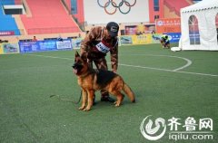 2016年CSV德國牧羊犬山東地方展在山東畜牧獸醫(yī)職